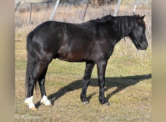 Weitere Ponys/Kleinpferde, Wallach, 6 Jahre, 117 cm, Rappe