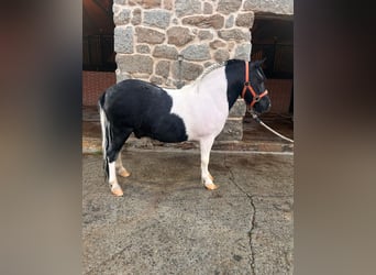 Weitere Ponys/Kleinpferde Mix, Wallach, 6 Jahre, 120 cm, Schecke