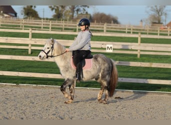 Weitere Ponys/Kleinpferde, Wallach, 6 Jahre, 121 cm, Blauschimmel