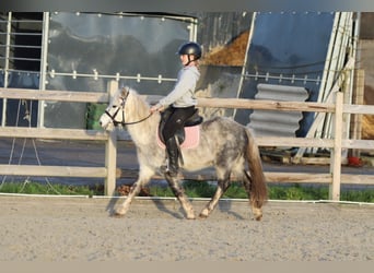 Weitere Ponys/Kleinpferde, Wallach, 6 Jahre, 121 cm