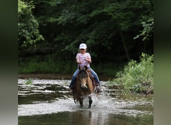 Weitere Ponys/Kleinpferde, Wallach, 6 Jahre, 122 cm, Buckskin
