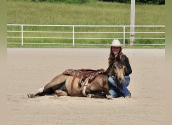 Weitere Ponys/Kleinpferde, Wallach, 6 Jahre, 122 cm, Buckskin