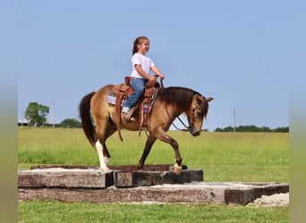 Weitere Ponys/Kleinpferde, Wallach, 6 Jahre, 122 cm, Buckskin