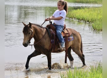 Weitere Ponys/Kleinpferde, Wallach, 6 Jahre, 122 cm, Buckskin