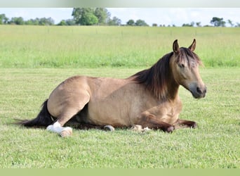Weitere Ponys/Kleinpferde, Wallach, 6 Jahre, 122 cm, Buckskin