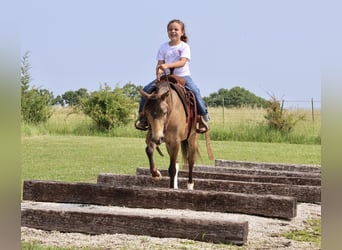 Weitere Ponys/Kleinpferde, Wallach, 6 Jahre, 122 cm, Buckskin