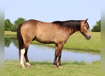Weitere Ponys/Kleinpferde, Wallach, 6 Jahre, 122 cm, Buckskin
