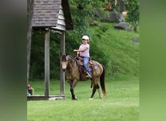 Weitere Ponys/Kleinpferde, Wallach, 6 Jahre, 122 cm, Buckskin