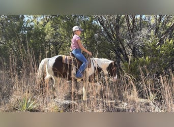 Weitere Ponys/Kleinpferde, Wallach, 6 Jahre, 122 cm, Schecke