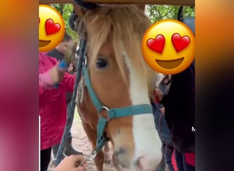 Weitere Ponys/Kleinpferde, Wallach, 6 Jahre, 123 cm, Fuchs