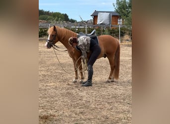 Weitere Ponys/Kleinpferde, Wallach, 6 Jahre, 123 cm, Fuchs