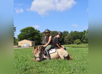 Weitere Ponys/Kleinpferde, Wallach, 6 Jahre, 124 cm, Champagne