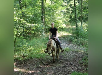 Weitere Ponys/Kleinpferde, Wallach, 6 Jahre, 124 cm, Champagne