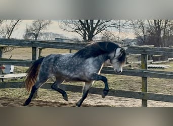 Weitere Ponys/Kleinpferde, Wallach, 6 Jahre, 125 cm, Apfelschimmel