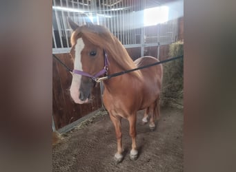 Weitere Ponys/Kleinpferde, Wallach, 6 Jahre, 125 cm, Fuchs