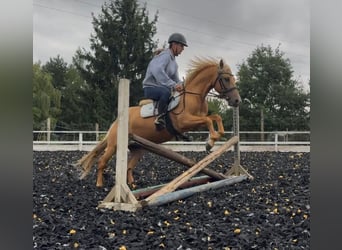 Weitere Ponys/Kleinpferde, Wallach, 6 Jahre, 125 cm, Palomino