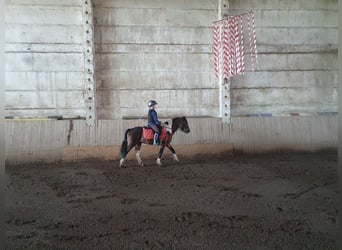 Weitere Ponys/Kleinpferde, Wallach, 6 Jahre, 125 cm, Schecke