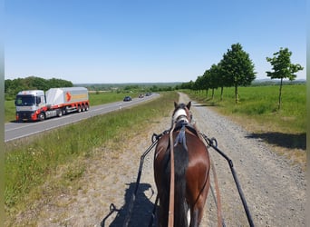 Weitere Ponys/Kleinpferde, Wallach, 6 Jahre, 125 cm, Schecke
