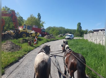 Weitere Ponys/Kleinpferde, Wallach, 6 Jahre, 125 cm, Schecke