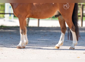 Weitere Ponys/Kleinpferde, Wallach, 6 Jahre, 126 cm, Brauner