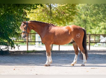 Weitere Ponys/Kleinpferde, Wallach, 6 Jahre, 126 cm, Brauner