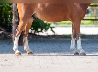 Weitere Ponys/Kleinpferde, Wallach, 6 Jahre, 126 cm, Brauner