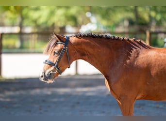 Weitere Ponys/Kleinpferde, Wallach, 6 Jahre, 126 cm, Brauner