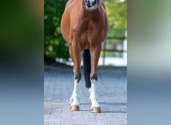Weitere Ponys/Kleinpferde, Wallach, 6 Jahre, 126 cm, Brauner