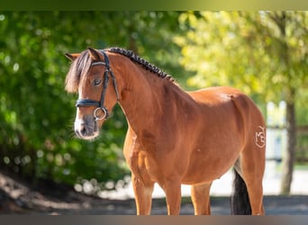 Weitere Ponys/Kleinpferde, Wallach, 6 Jahre, 126 cm, Brauner