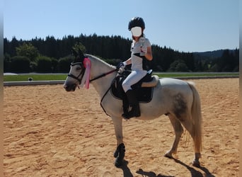 Weitere Ponys/Kleinpferde Mix, Wallach, 6 Jahre, 128 cm
