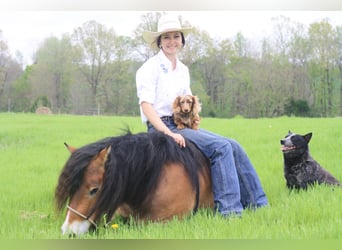 Weitere Ponys/Kleinpferde, Wallach, 6 Jahre, 132 cm, Falbe