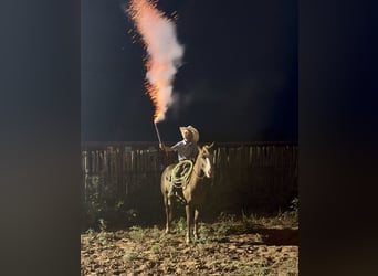 Weitere Ponys/Kleinpferde, Wallach, 6 Jahre, 132 cm, Rotfuchs