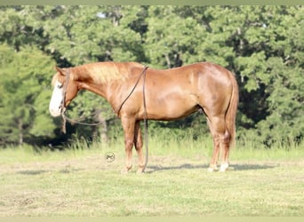 Weitere Ponys/Kleinpferde, Wallach, 6 Jahre, 132 cm, Rotfuchs