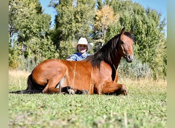 Weitere Ponys/Kleinpferde, Wallach, 6 Jahre, 135 cm, Rotbrauner