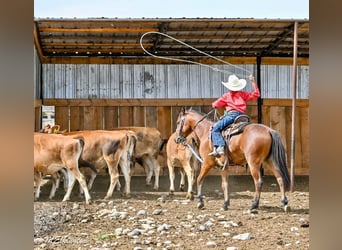 Weitere Ponys/Kleinpferde, Wallach, 6 Jahre, 135 cm, Rotbrauner