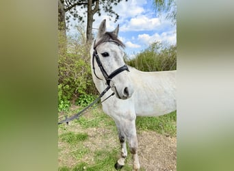 Weitere Ponys/Kleinpferde, Wallach, 6 Jahre, 135 cm, Schimmel