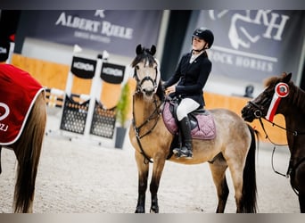 Weitere Ponys/Kleinpferde, Wallach, 6 Jahre, 140 cm, Buckskin