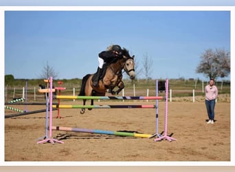 Weitere Ponys/Kleinpferde, Wallach, 6 Jahre, 140 cm, Buckskin