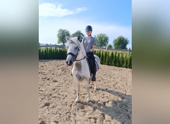 Weitere Ponys/Kleinpferde, Wallach, 6 Jahre, 140 cm, Schecke