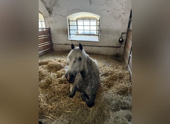 Weitere Ponys/Kleinpferde Mix, Wallach, 6 Jahre, 142 cm, Apfelschimmel
