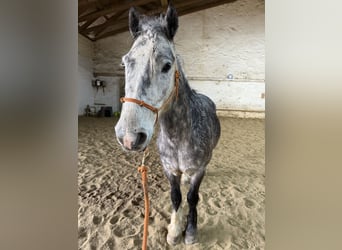 Weitere Ponys/Kleinpferde Mix, Wallach, 6 Jahre, 142 cm, Apfelschimmel