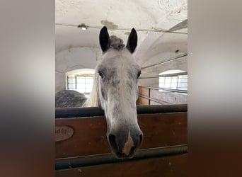 Weitere Ponys/Kleinpferde Mix, Wallach, 6 Jahre, 142 cm, Apfelschimmel