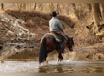 Weitere Ponys/Kleinpferde, Wallach, 6 Jahre, 142 cm, Schecke