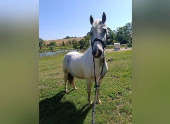 Weitere Ponys/Kleinpferde, Wallach, 6 Jahre, 143 cm, Schecke