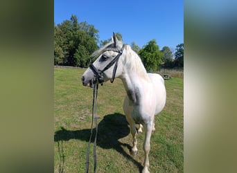 Weitere Ponys/Kleinpferde, Wallach, 6 Jahre, 143 cm, Schecke