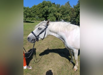 Weitere Ponys/Kleinpferde, Wallach, 6 Jahre, 143 cm, Schecke