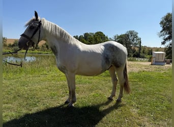 Weitere Ponys/Kleinpferde, Wallach, 6 Jahre, 143 cm, Schecke