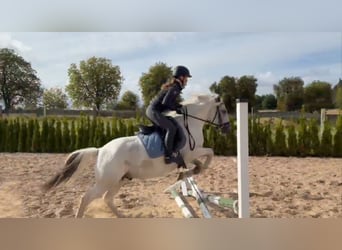 Weitere Ponys/Kleinpferde, Wallach, 6 Jahre, 143 cm, Schecke