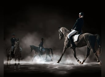 Weitere Ponys/Kleinpferde, Wallach, 6 Jahre, 143 cm, Schimmel