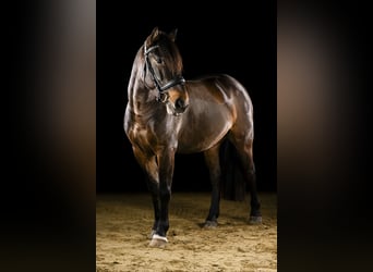 Weitere Ponys/Kleinpferde, Wallach, 6 Jahre, 144 cm, Dunkelbrauner